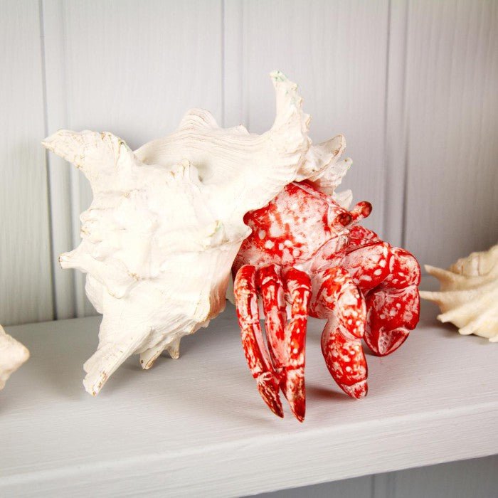 Coral Creatures - Hermit Crab - Coral Creatures from thetraditionalgiftshop.pro