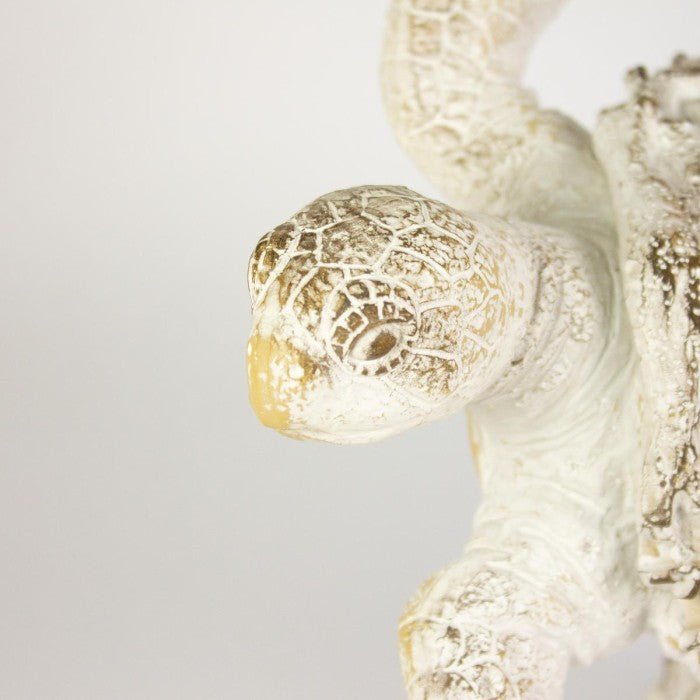 Coral Creatures - Turtle - Coral Creatures from thetraditionalgiftshop.pro